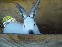 DSC01334.JPG