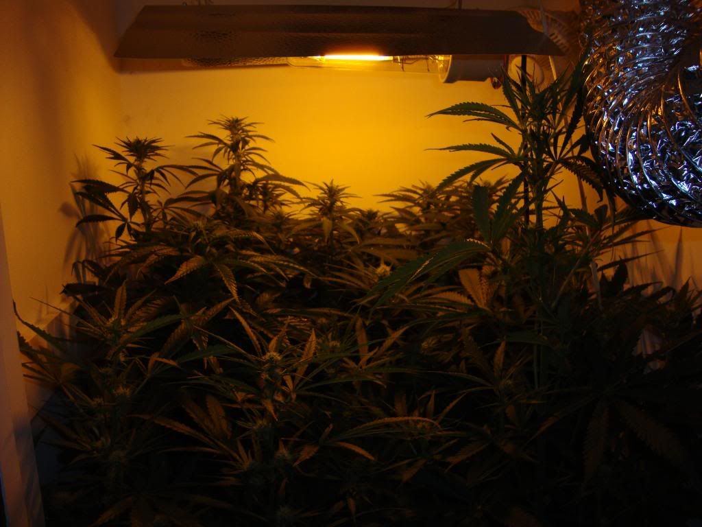 veg005.jpg