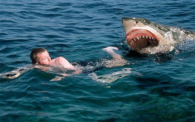 1359411319_sharkattack_1778841b.jpg