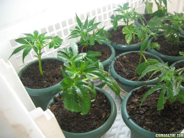 BB_CC_Clones_Sep18_060.jpg