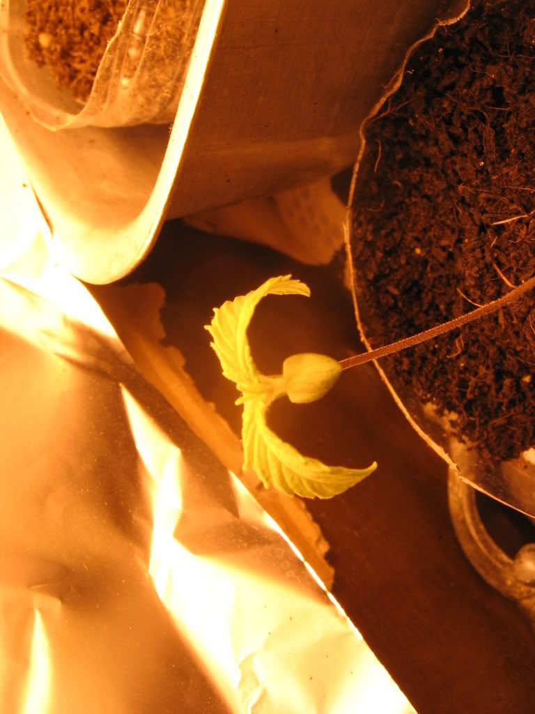 weed002.jpg