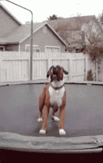 gifs_11.gif
