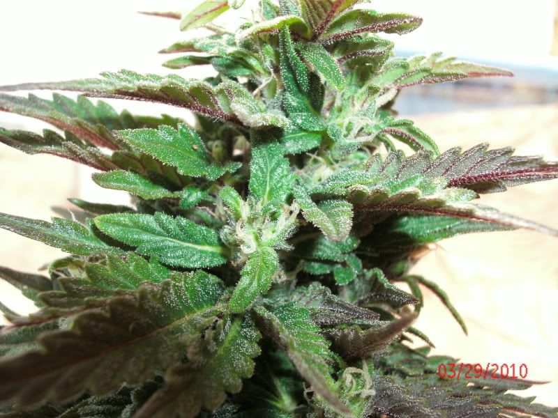 GEDC0561.jpg