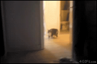 gifs_05.gif
