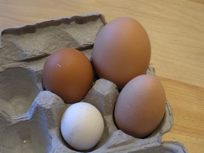 big-egg.jpg