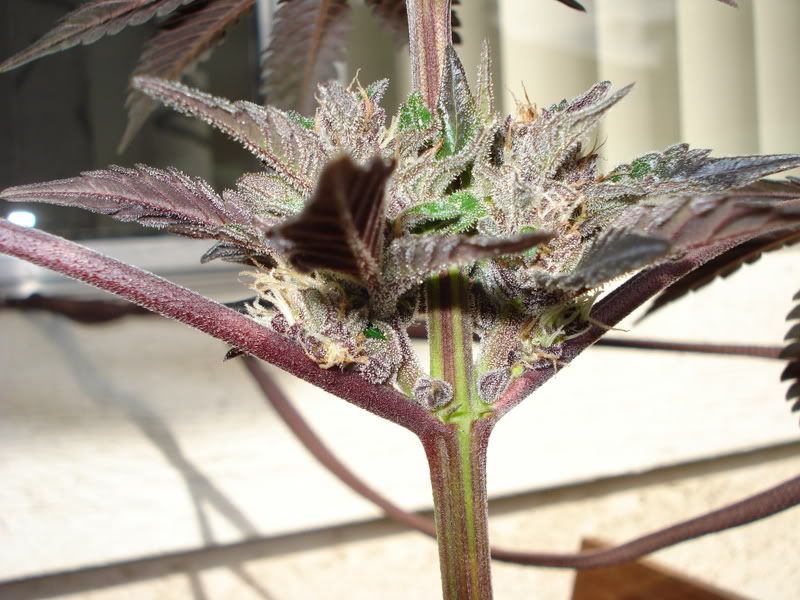 plant094.jpg