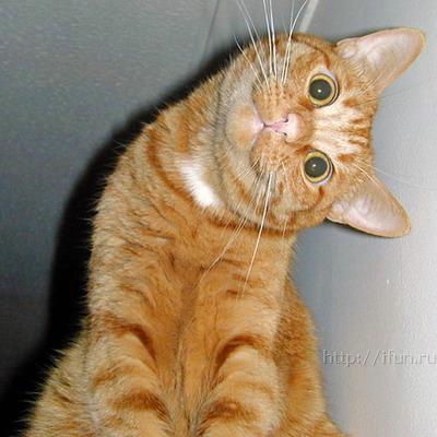 Cat%20with%20Sideways%20Head.jpg