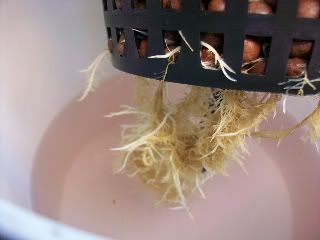 100_1093.jpg