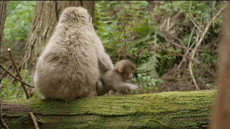 UIRlVJe5ksC6Q.gif