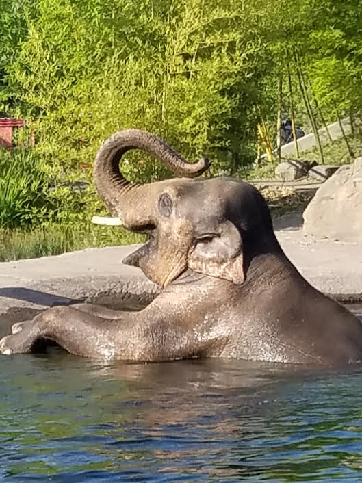 elephantzooconcert.jpg