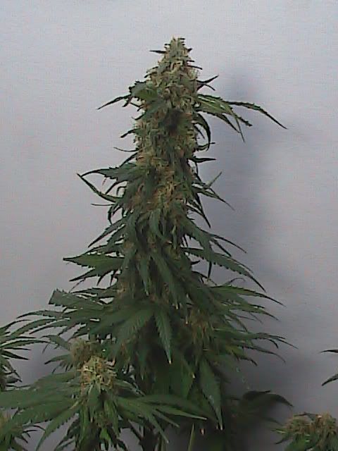 7-6-09044.jpg