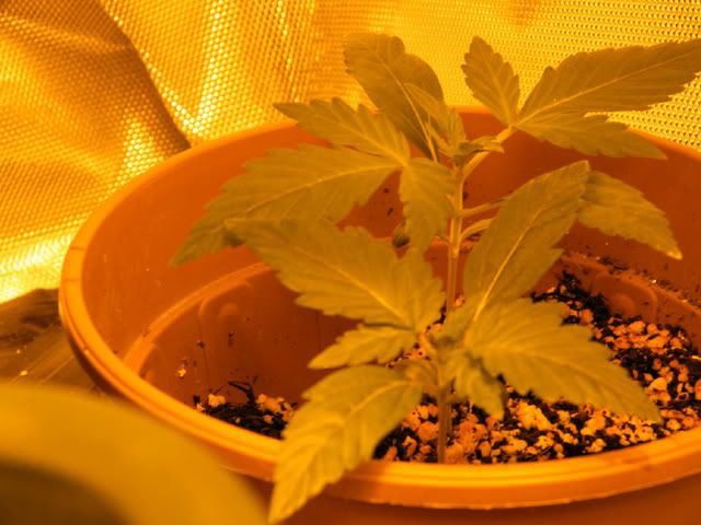 DSCF1010.jpg