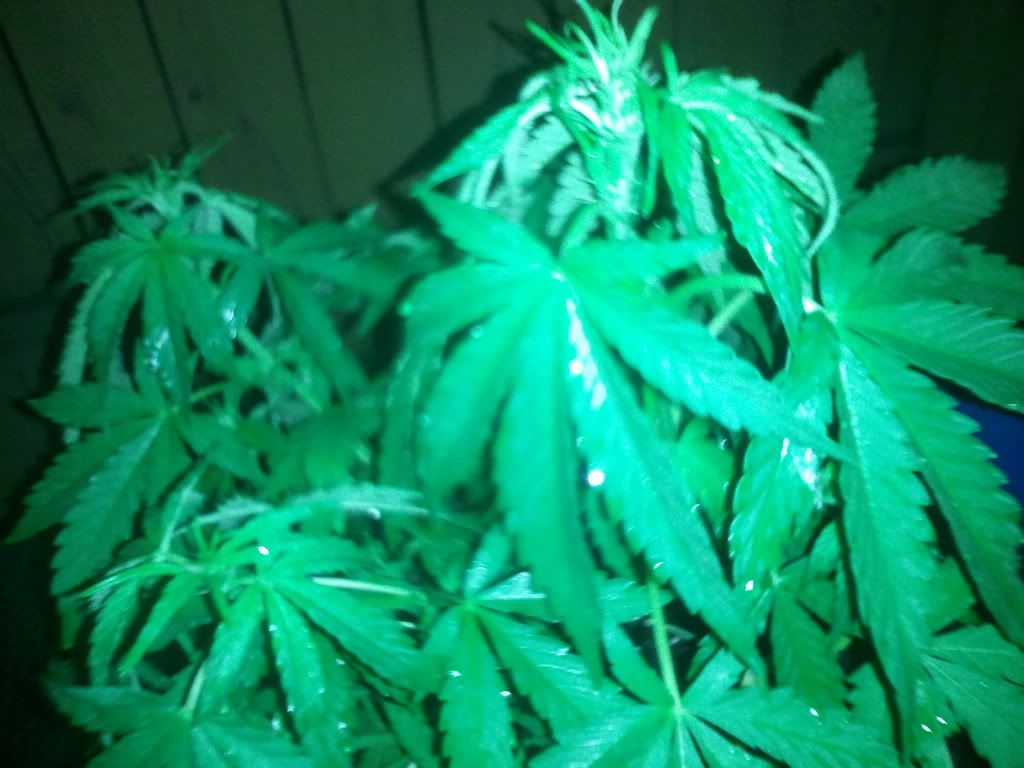 2012-05-21214456.jpg