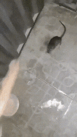 1670876443_23.gif