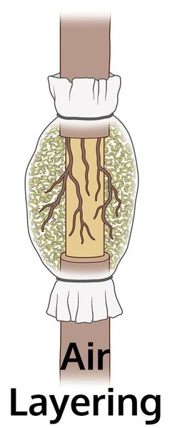 Air-Layering-238x600.jpg