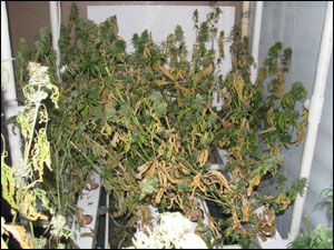 marijuana.jpg