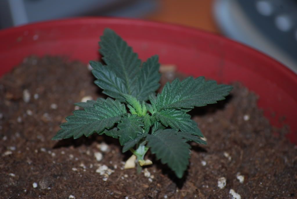weednigga12001.jpg