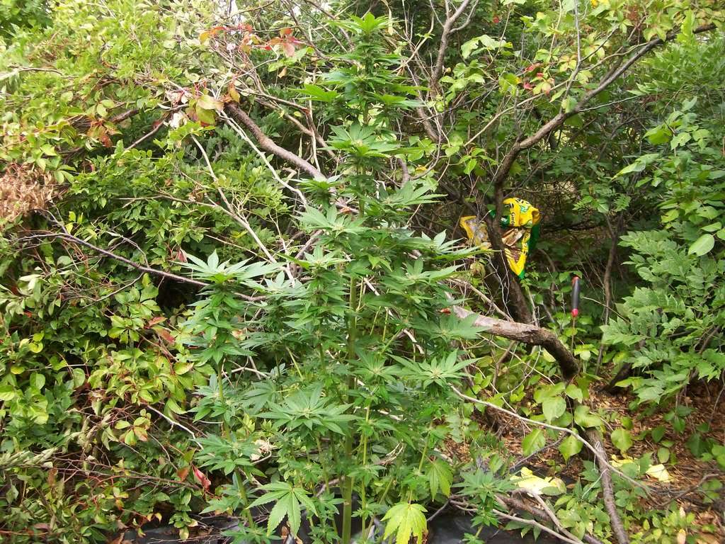 flowering001.jpg