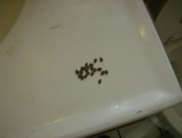 HPIM0698.jpg