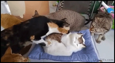 a3ac43c5b64077782915f8650a8cf350.gif
