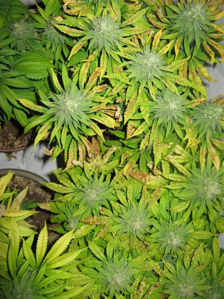 42Daysflowering005Large.jpg