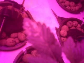 IMG00087.jpg
