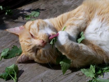 143304-425x320-Cat-rolling-in-catnip.jpg