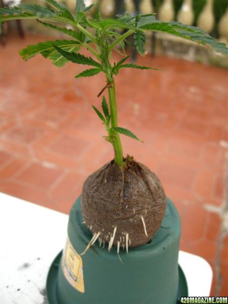 BB_CC_Clones_Sep18_043.jpg