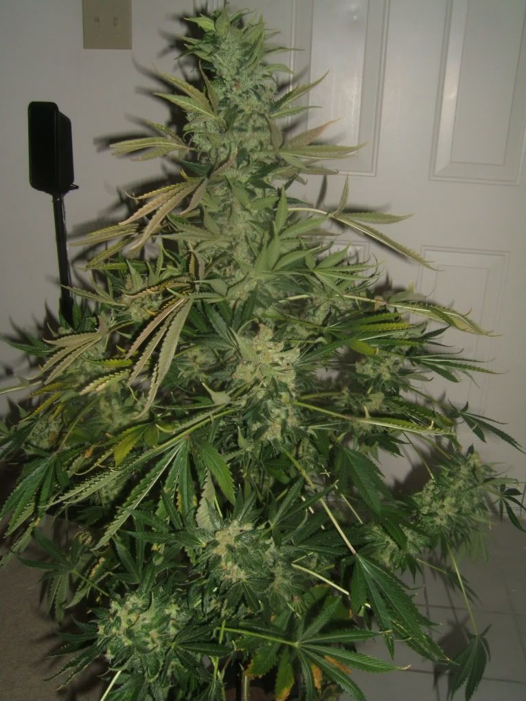 DSCF2209.jpg