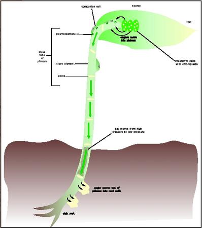 biol_04_img0445.jpg