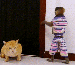 1667486940_12.gif