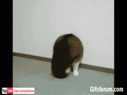 giphy.gif
