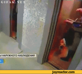 gif-dog-fail-elevator-718303.gif
