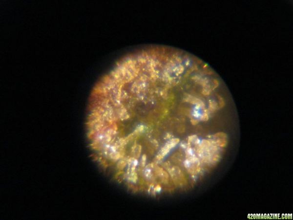 MiniMicro_TrichPics_test_014.jpg