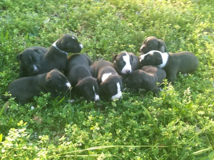 pups2.jpg