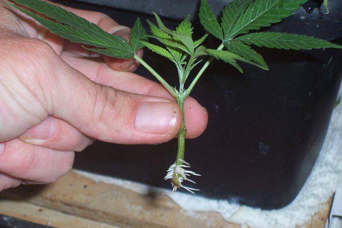 29289Mothers_Finest_clone.JPG