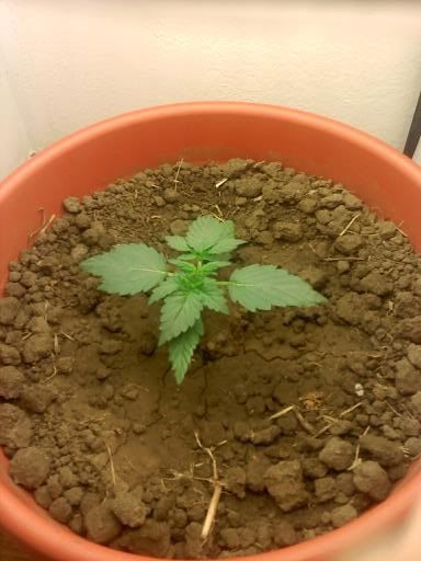 plant1.jpg