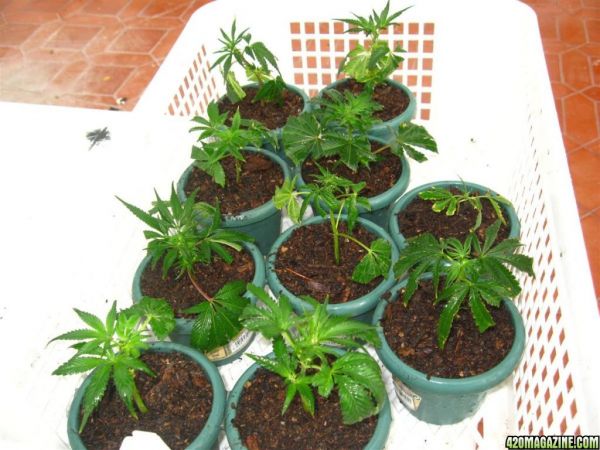 BB_CC_Clones_Sep18_052.jpg