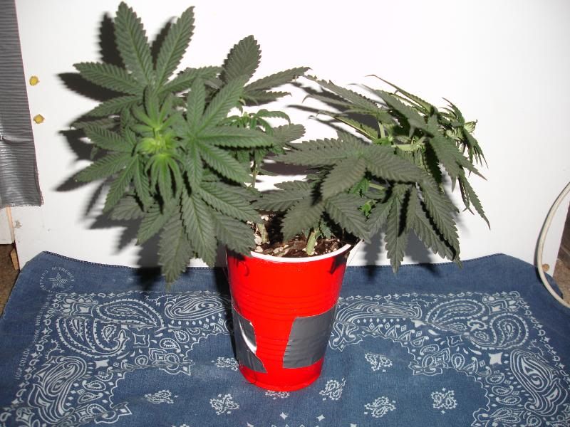 partcups006.jpg