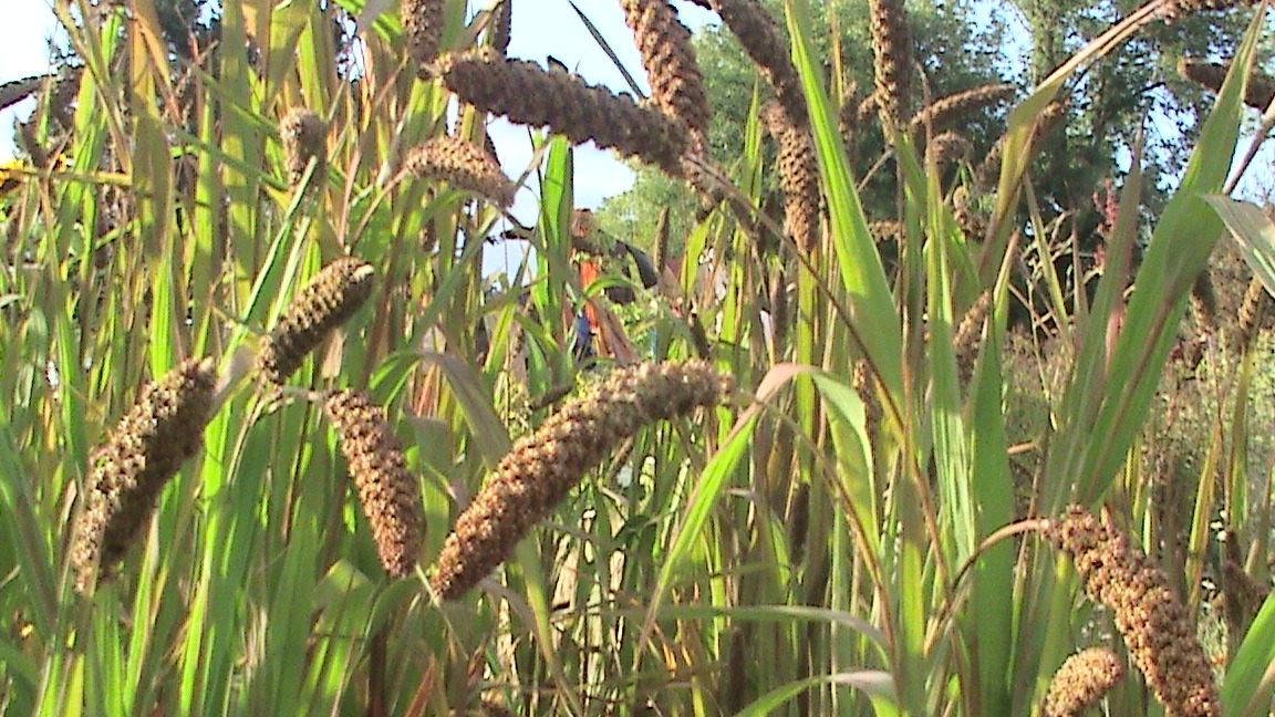 fs-Millet011.jpg