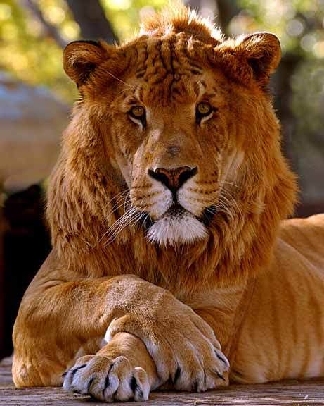 Liger2.jpg