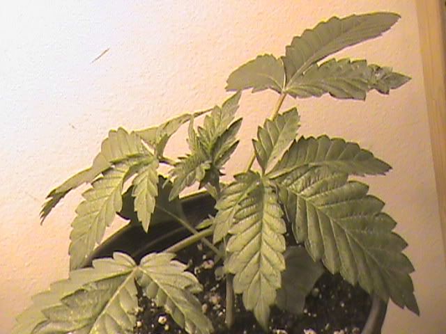 DSC01901.jpg