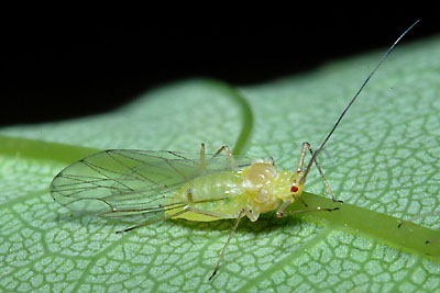 sycamore-aphid.jpg