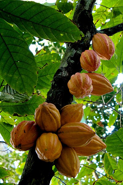 400px-Matadecacao.jpg