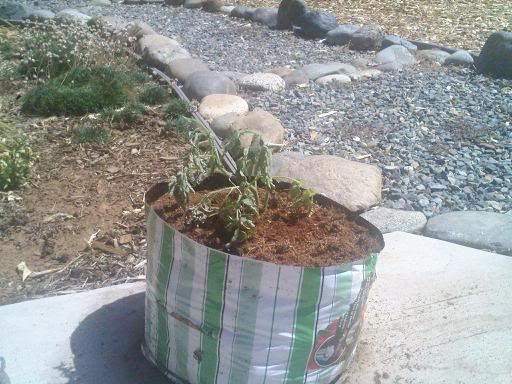 downsized_0715091105.jpg
