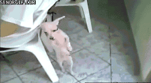 gifs_21.gif