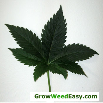dark-green-leaves-nitrogen-toxic-sm.jpg