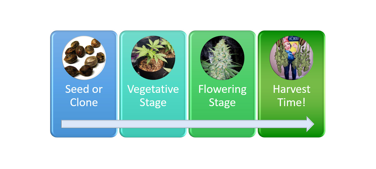 www.growweedeasy.com