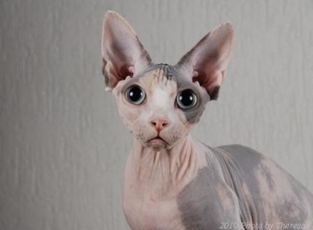 black-harlequin-sphynx-cat-facts4.jpg