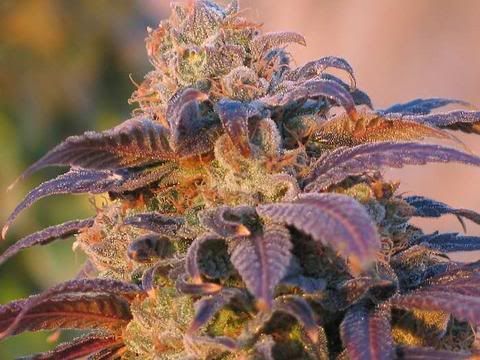 marijuana-7134.jpg
